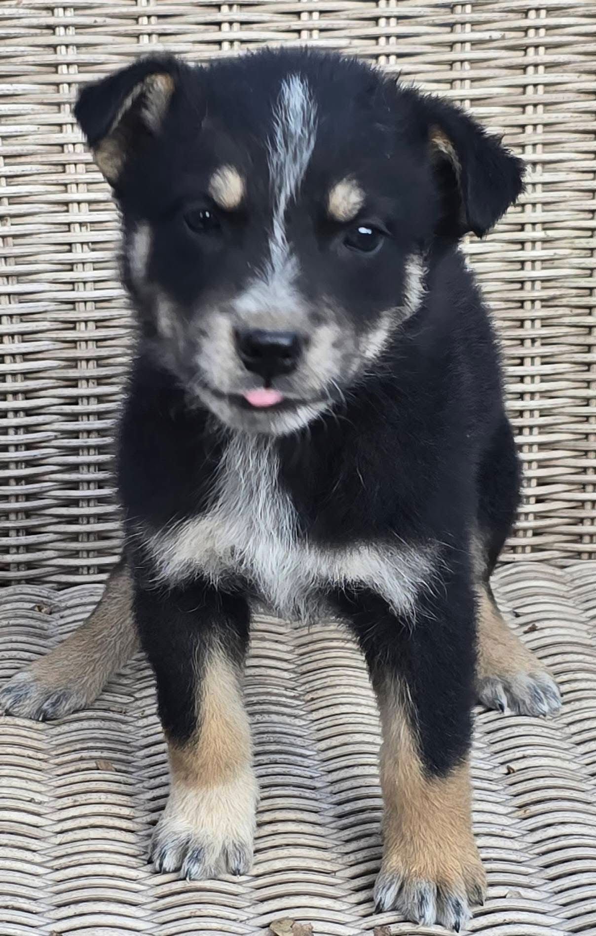 Anchovy *adoption pending - Photo 3