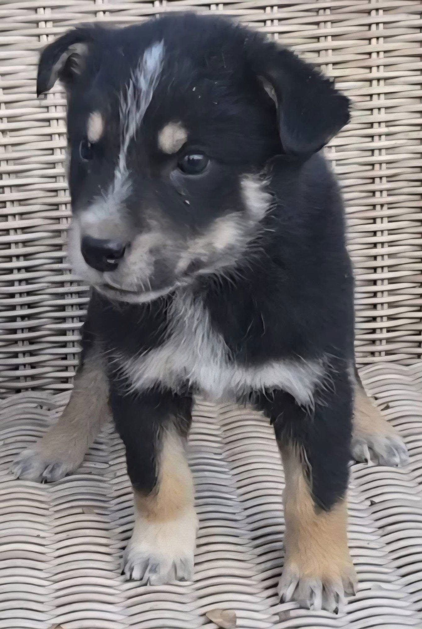 Anchovy *adoption pending - Photo 4