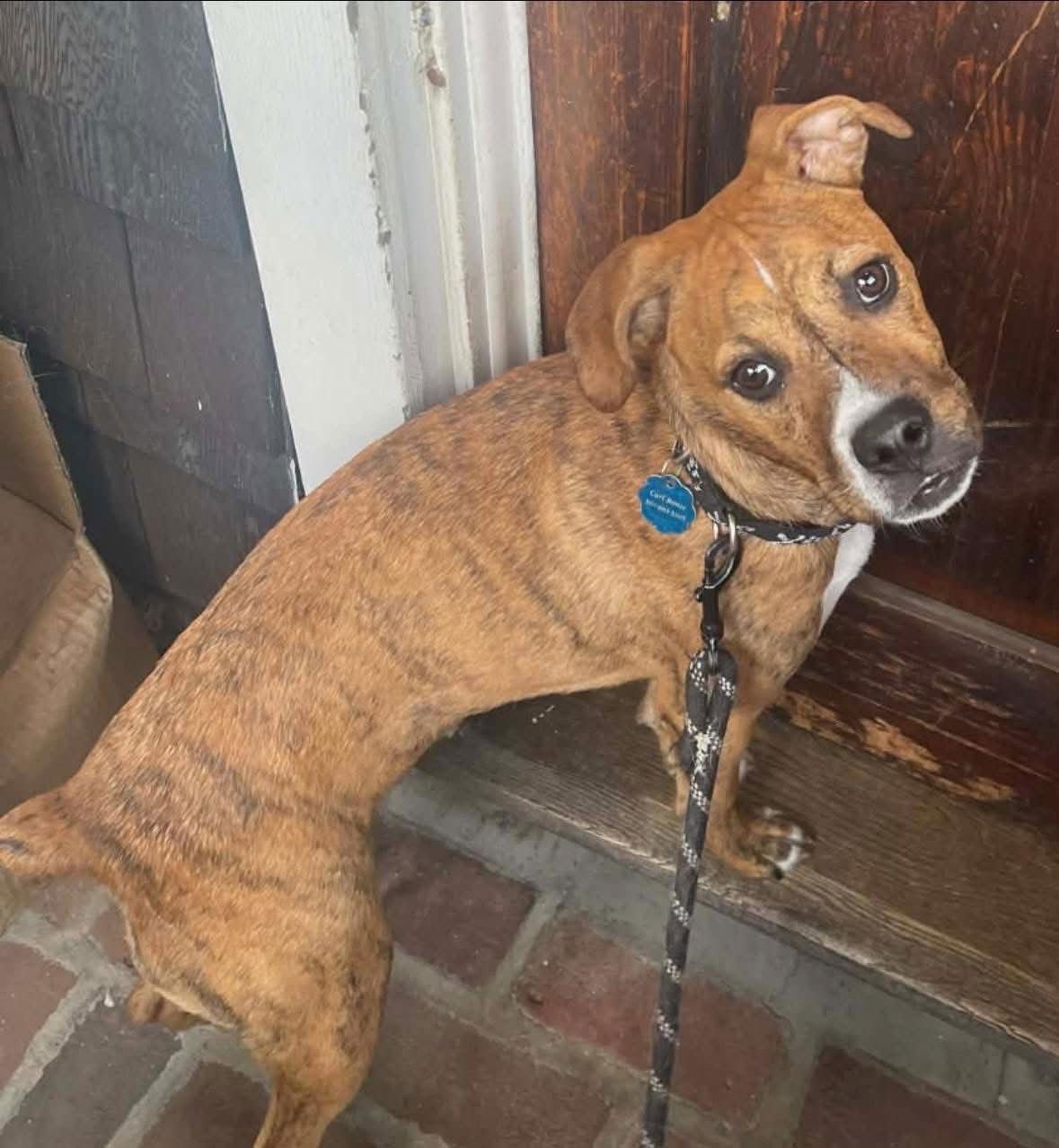 MR. CARL BONES *IN NEW ENGLAND - Boxer for adoption in Little Rock