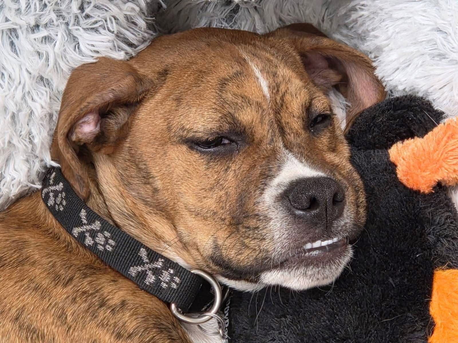 Mr. Carl Bones *In New England - Photo 2