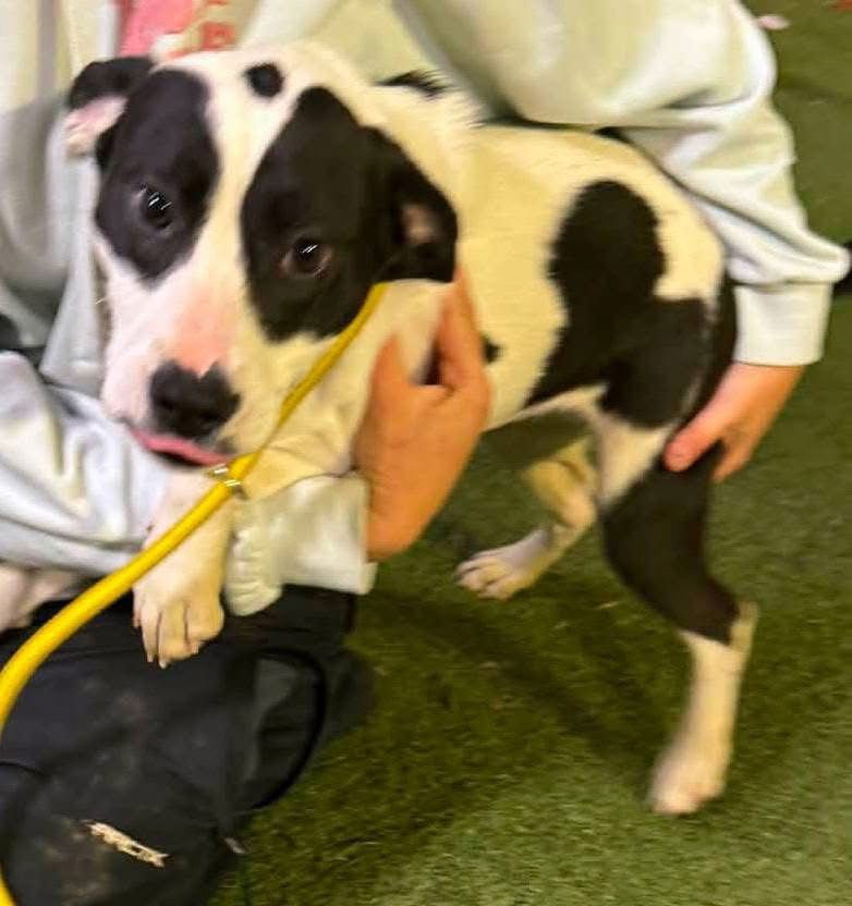 ANGEL - Labrador Retriever / Hound available for adoption