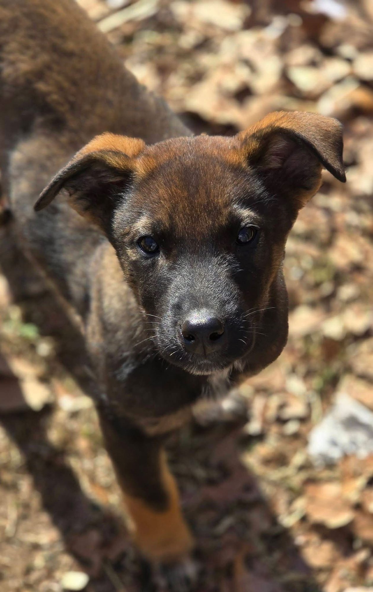 NORA - Belgian Shepherd Malinois available for adoption
