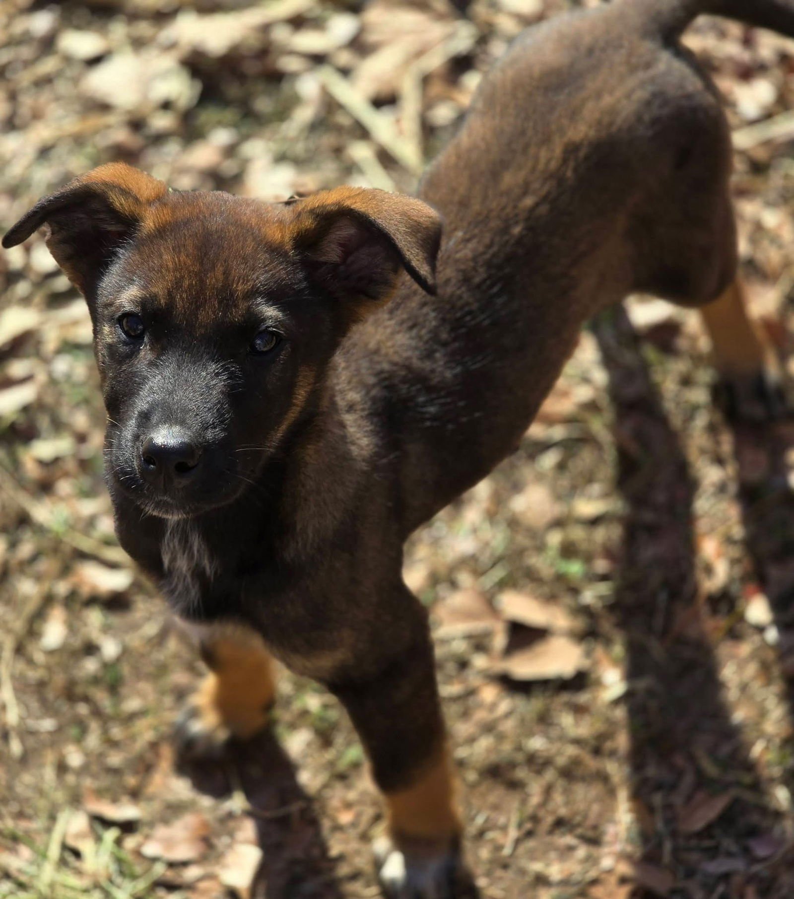NORA - Belgian Shepherd Malinois available for adoption