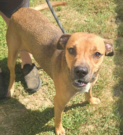 INGRID - Boxer available for adoption