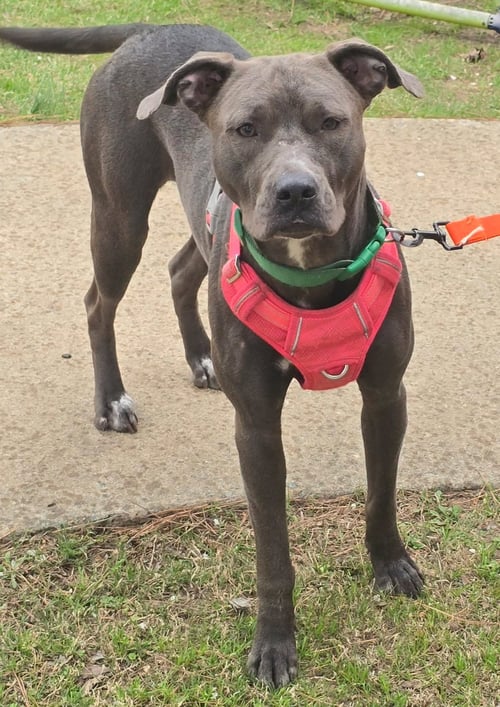 BAILEY - American Pit Bull Terrier available for adoption