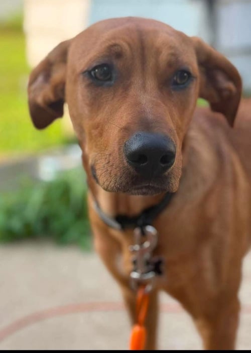 BEAR - Labrador Retriever available for adoption