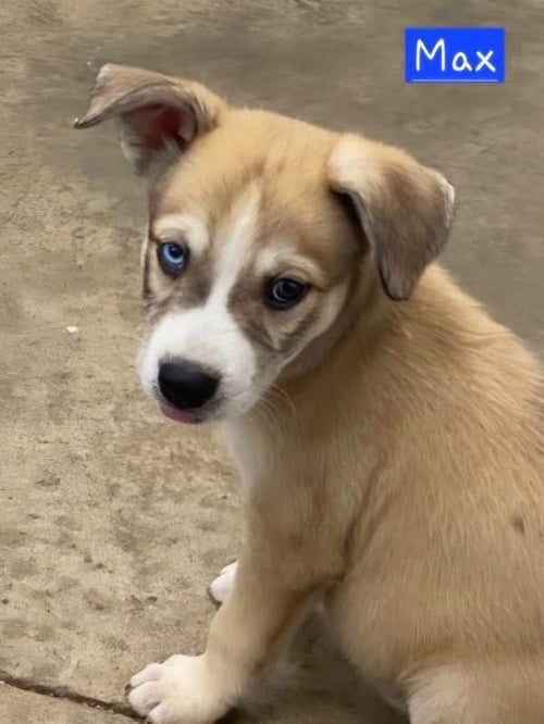 MAX - Husky for adoption in Little Rock