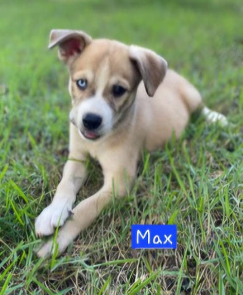 MAX - Husky available for adoption
