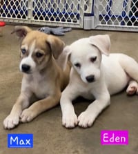 Max - Photo 3