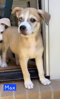 Max - Photo 4