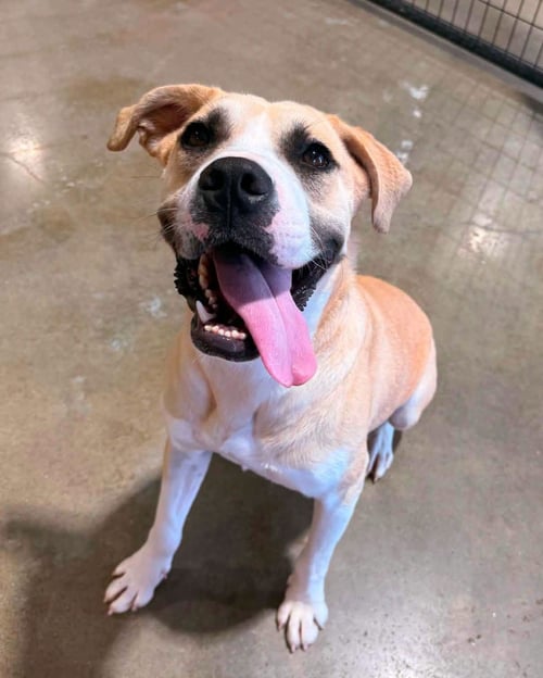 TROUBADOUR "TRU" - Labrador Retriever / Black Mouth Cur available for adoption