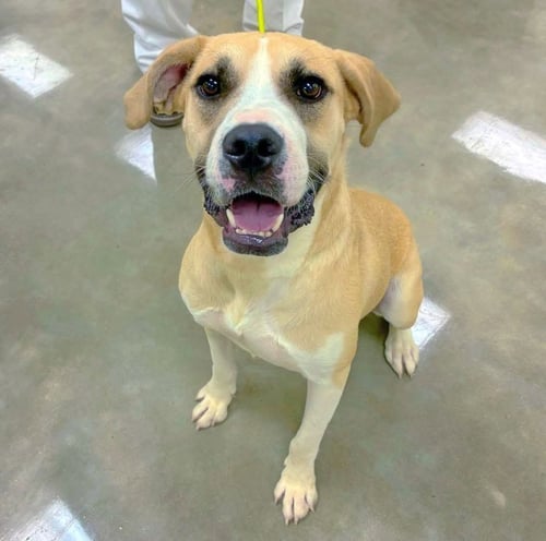 TROUBADOUR "TRU" - Labrador Retriever / Black Mouth Cur for adoption in Little Rock