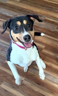 Stevie (female) - Photo 1