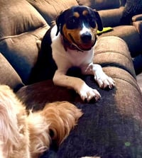 Stevie (female) - Photo 4