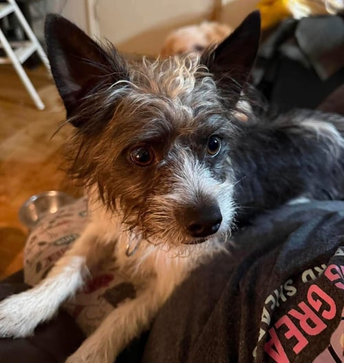 CHEWY - Yorkshire Terrier Yorkie available for adoption
