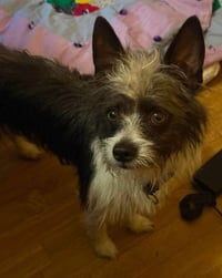 Chewy - Photo 3