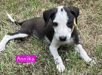Annika - Photo 1
