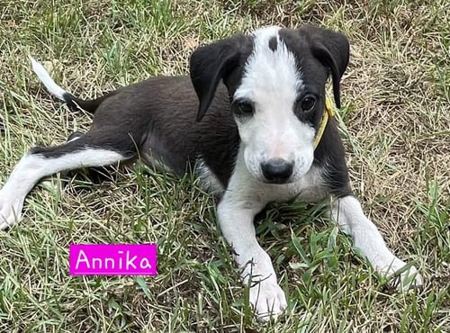 ANNIKA - Border Collie / Hound available for adoption