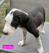 Annika - Photo 3