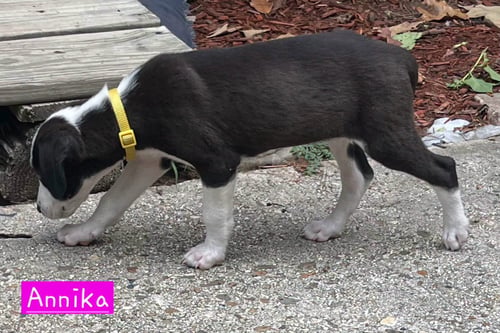ANNIKA - Border Collie / Hound available for adoption