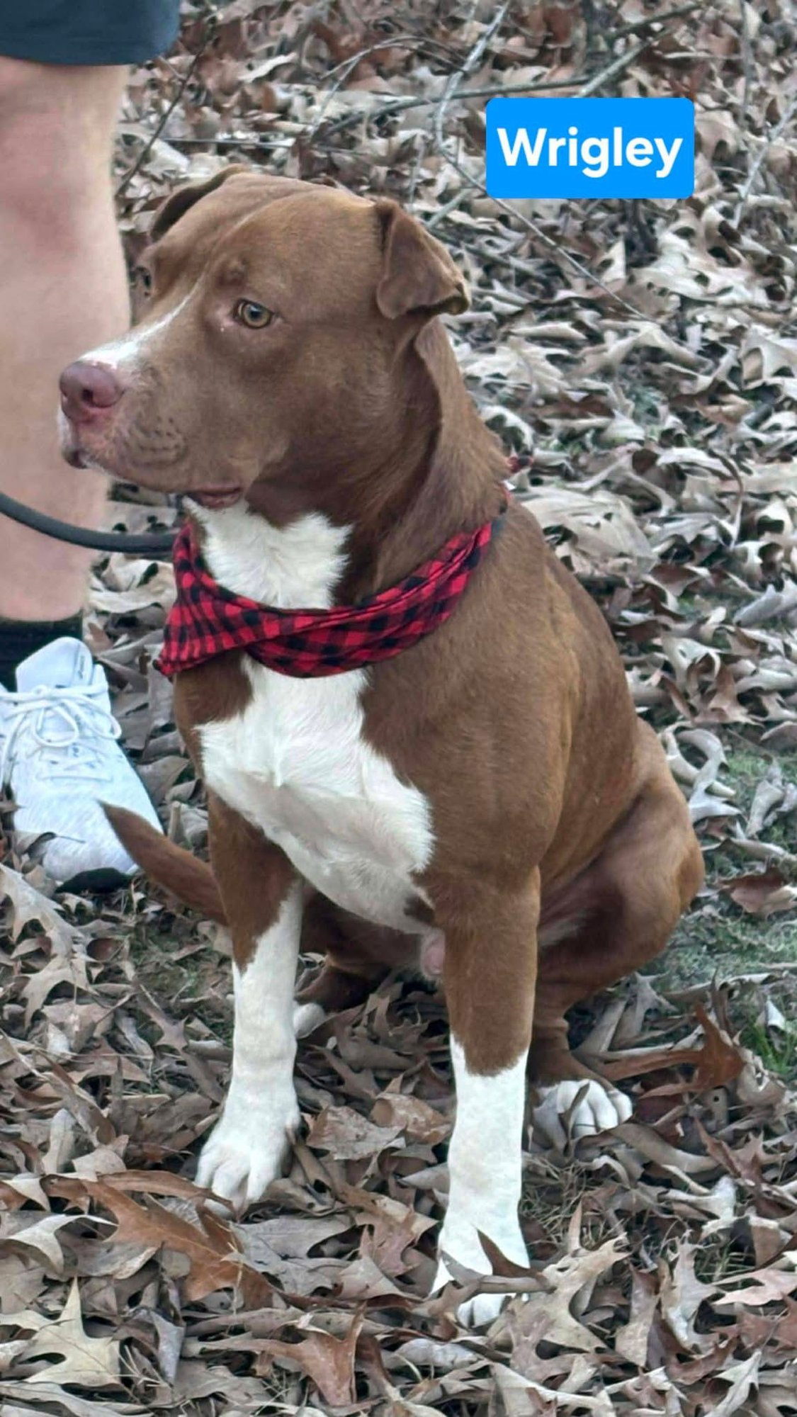 WRIGLEY - Labrador Retriever available for adoption
