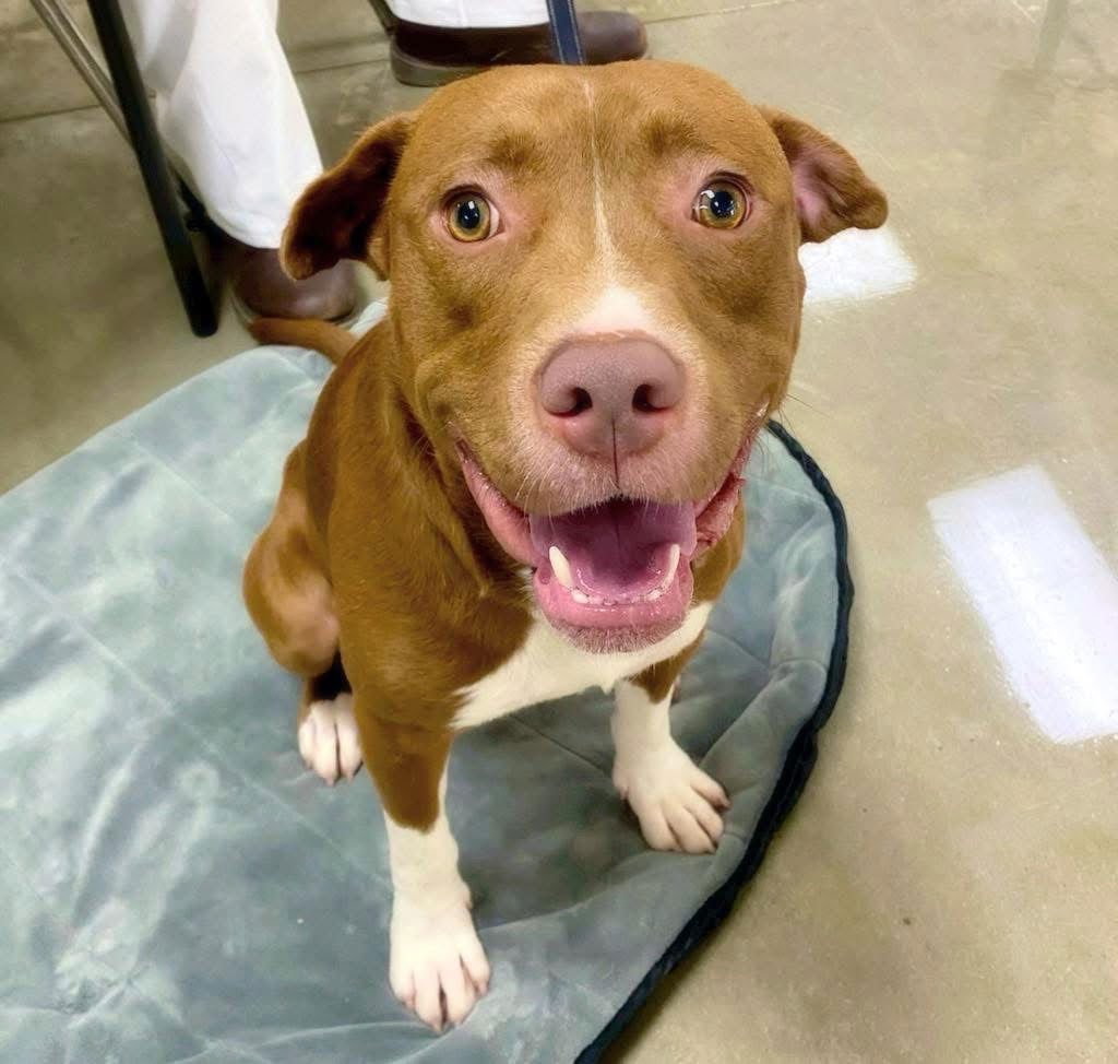 WRIGLEY - Labrador Retriever available for adoption