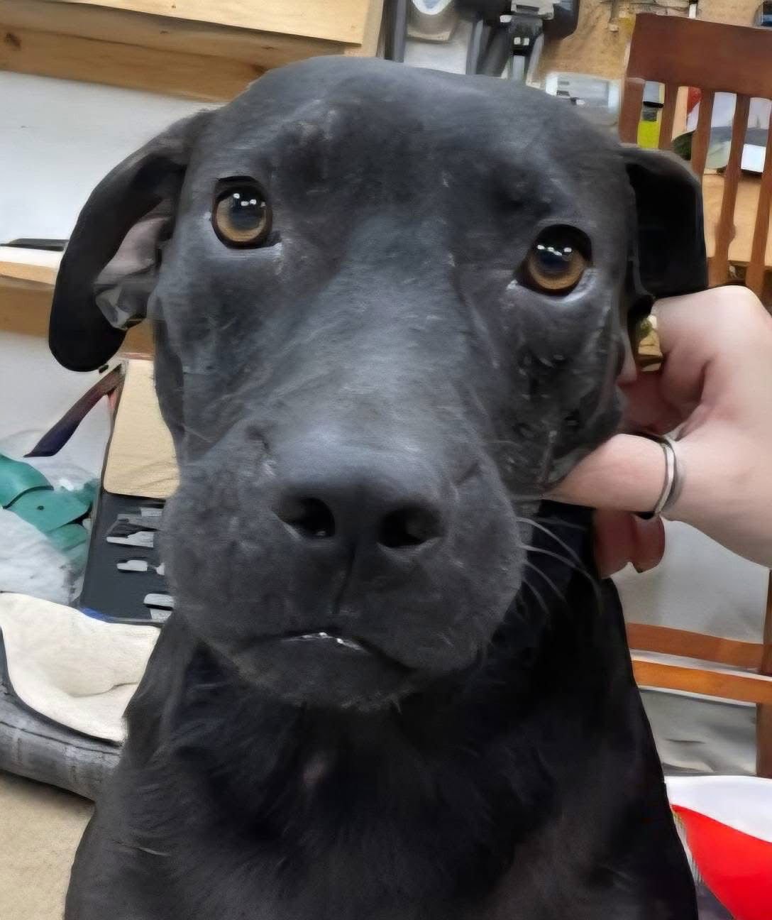 FREDDIE - Labrador Retriever available for adoption