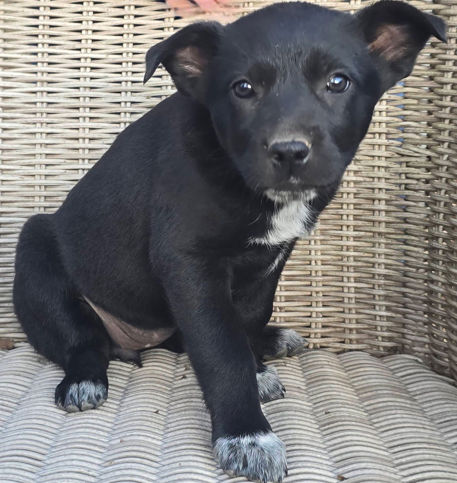 PESTO - German Shepherd Dog / Shepherd for adoption in Little Rock