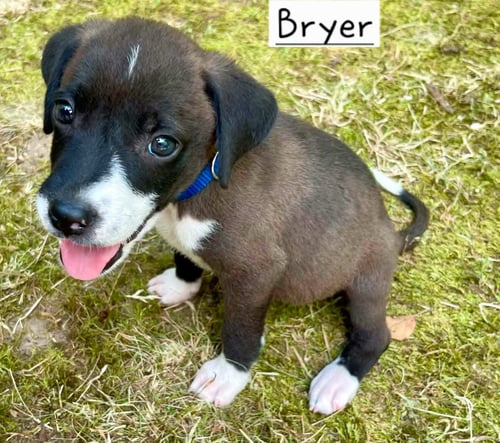 BRYER - Border Collie / Hound for adoption in Little Rock