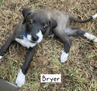 Bryer - Photo 3