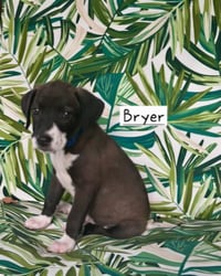 Bryer - Photo 2