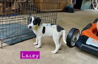 Lacey - Photo 2