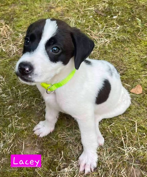 LACEY - Border Collie / Hound for adoption in Little Rock