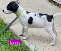 Lacey - Photo 4