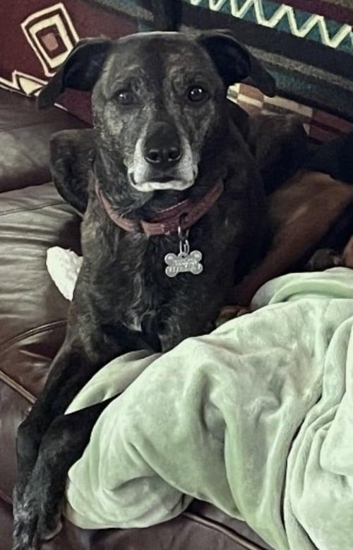 LEWIS - Mountain Cur for adoption in Little Rock