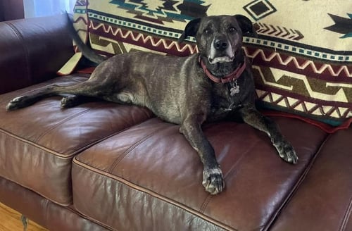 LEWIS - Mountain Cur available for adoption