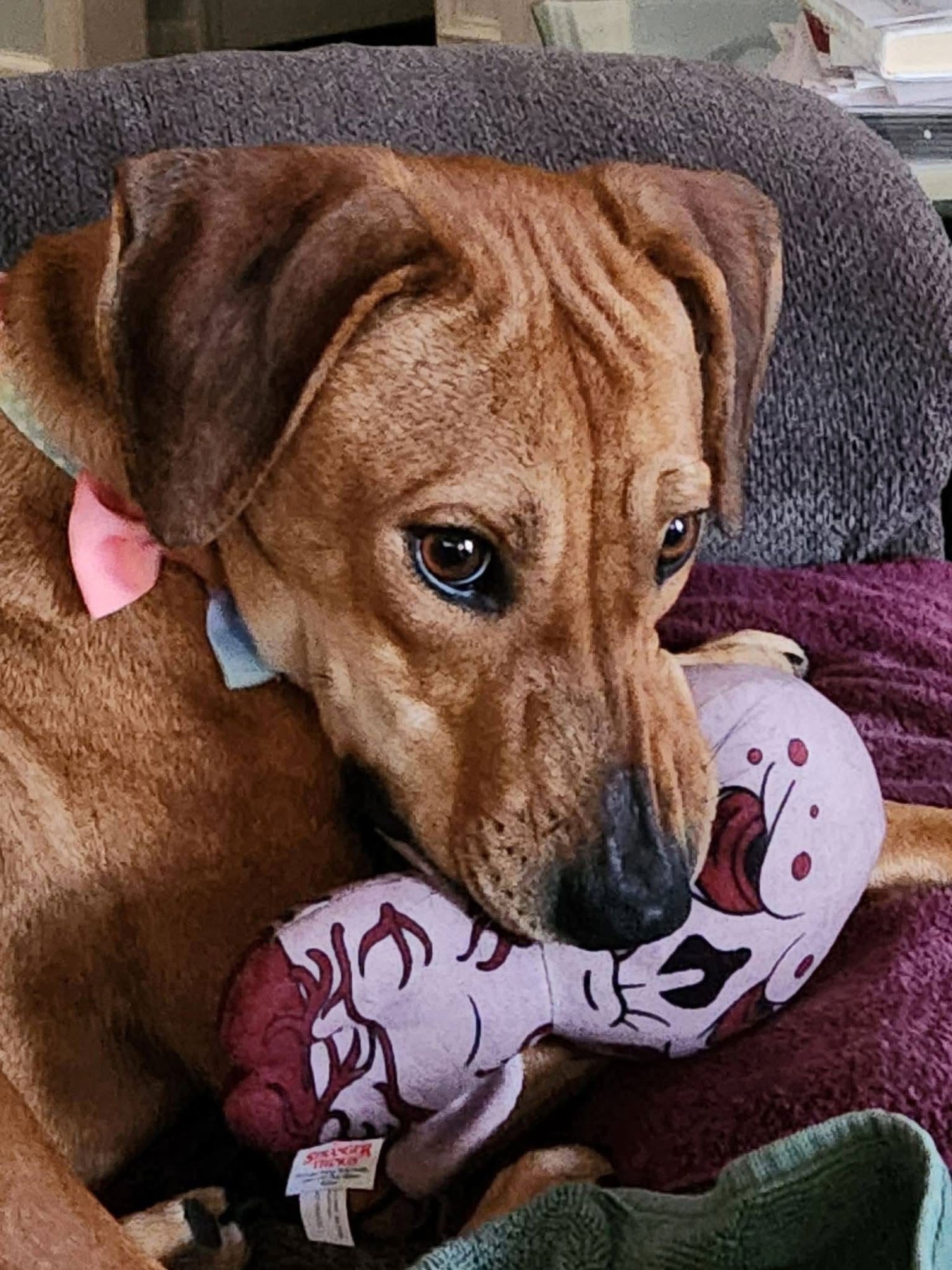 LADY **URGENT** - Labrador Retriever for adoption in Little Rock