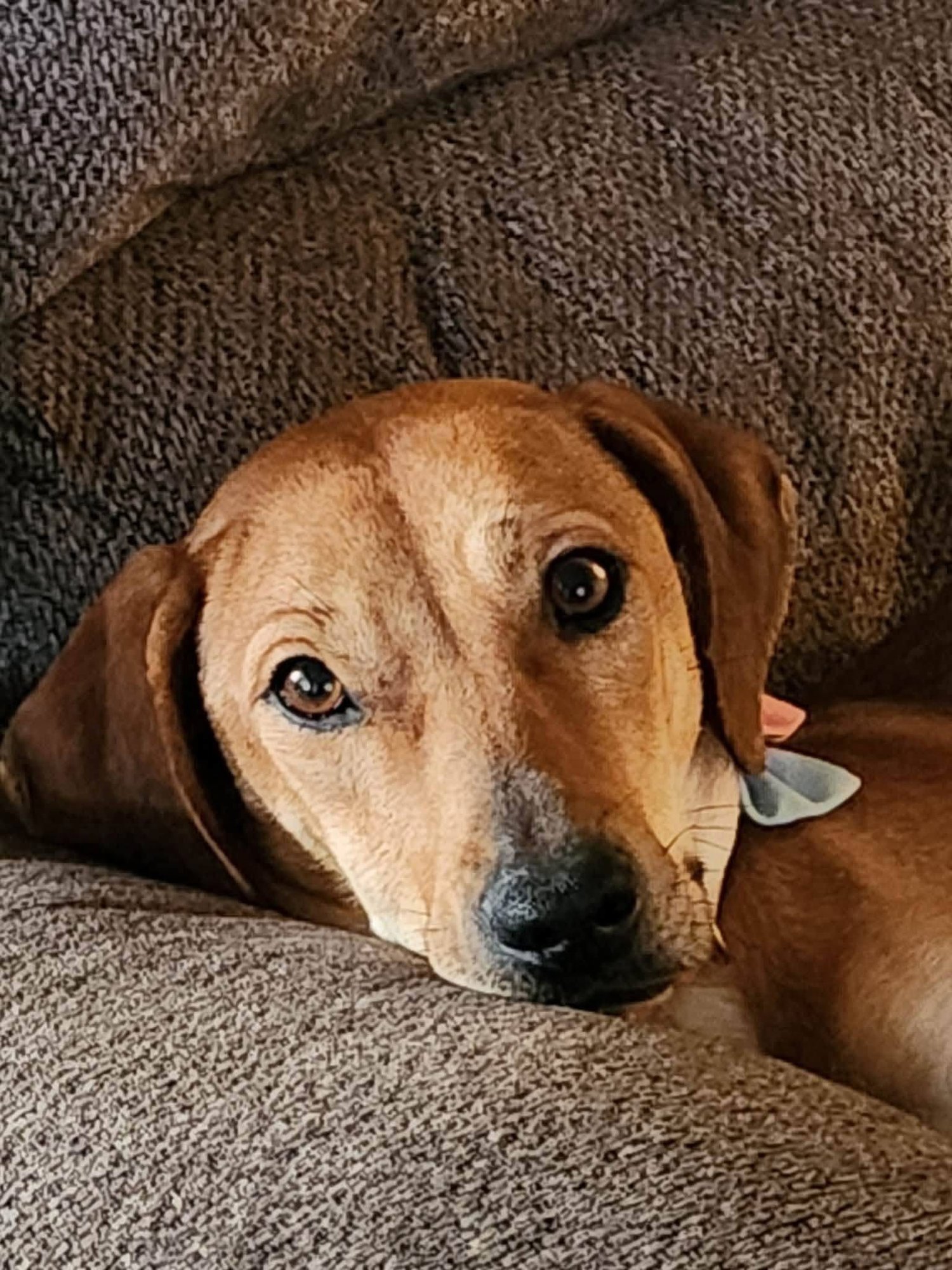 Lady **URGENT** - Photo 2