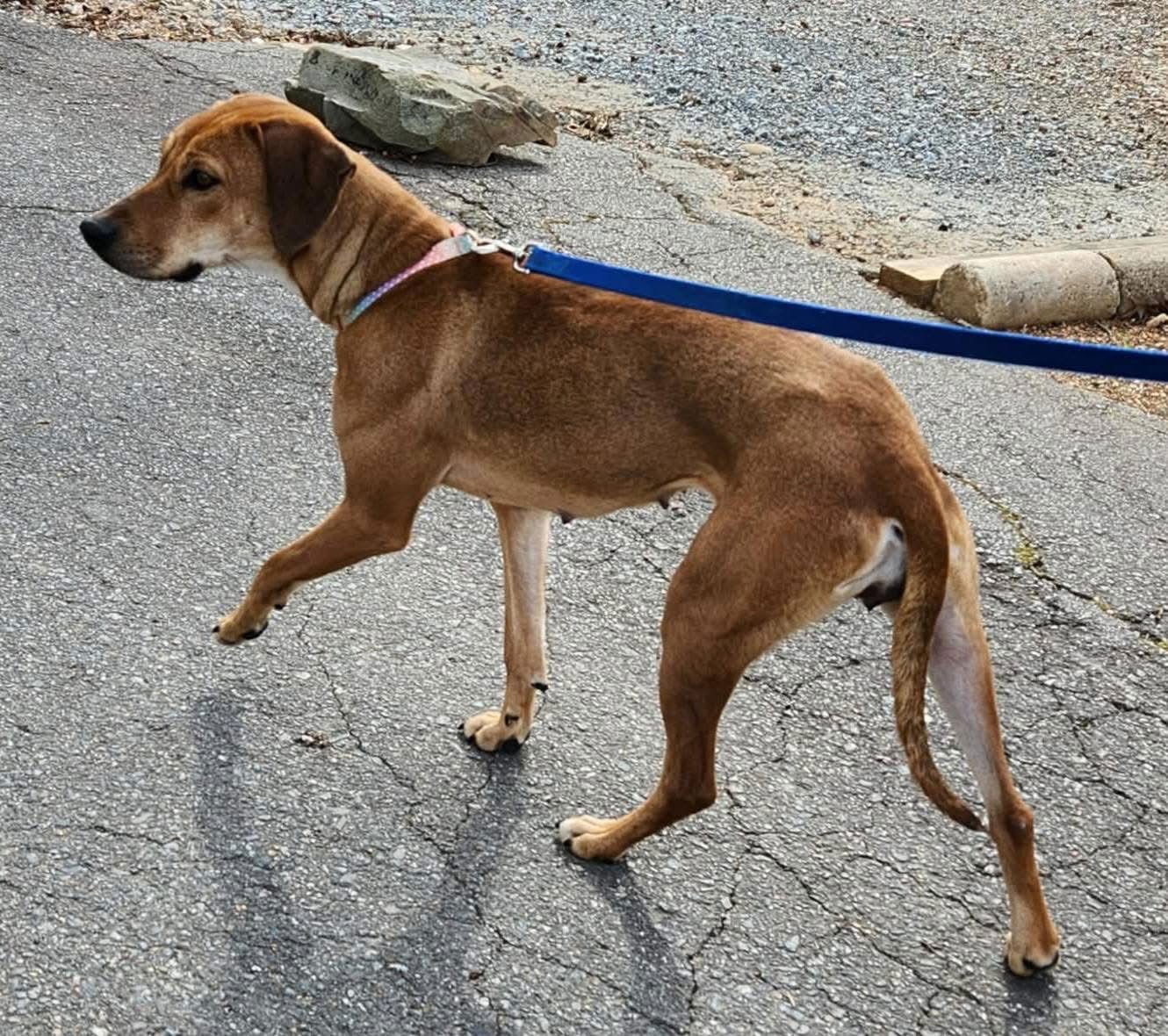 Lady **URGENT** - Photo 4