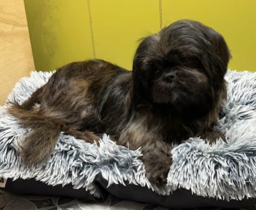 SUGAR - Shih Tzu available for adoption