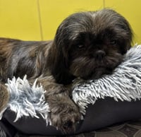 Sugar - Photo 4