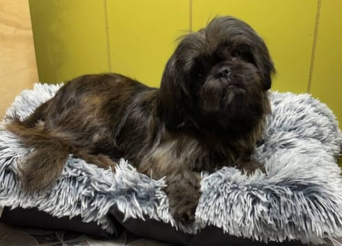 SUGAR - Shih Tzu for adoption in Little Rock