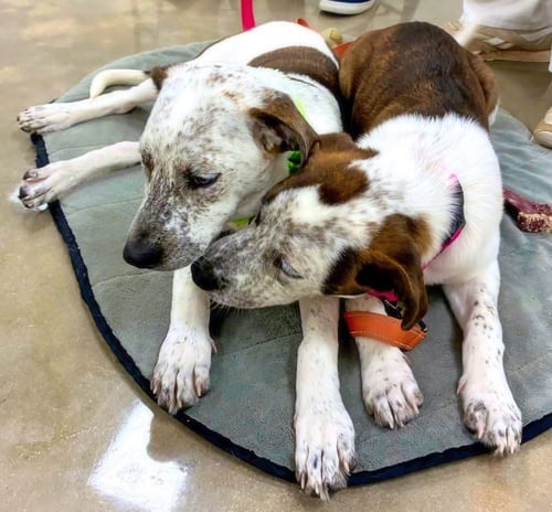 CONFETTI - Pointer / Catahoula Leopard Dog available for adoption