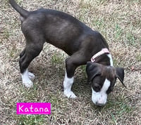 Katana - Photo 4