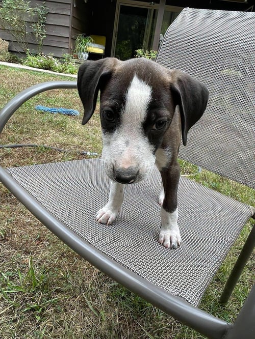 KATANA - Border Collie / Hound for adoption in Little Rock