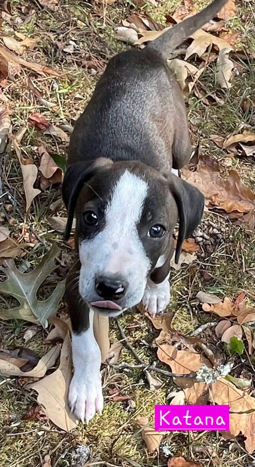 KATANA - Border Collie / Hound available for adoption