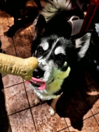 Dusty - Photo 2