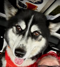 Dusty - Photo 1
