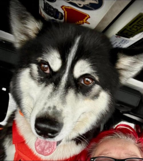 DUSTY - Husky for adoption in Little Rock