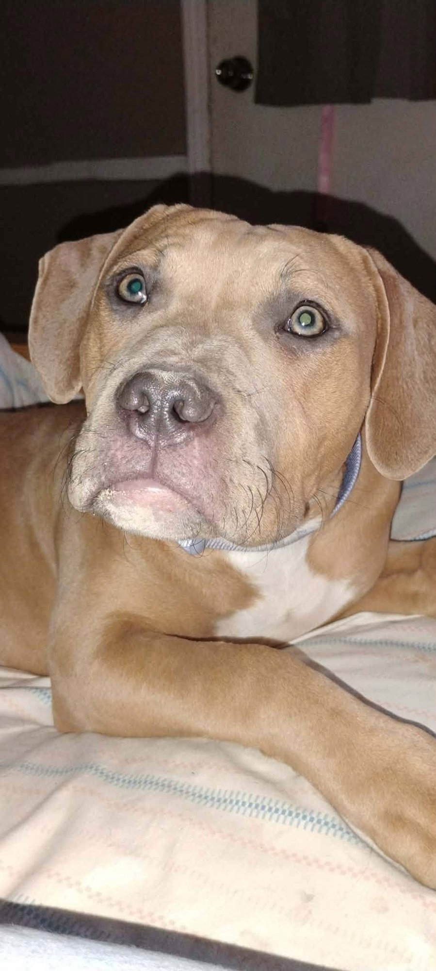 VESLA - Labrador Retriever available for adoption